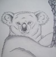 Sketch Book - Koala - Pencil